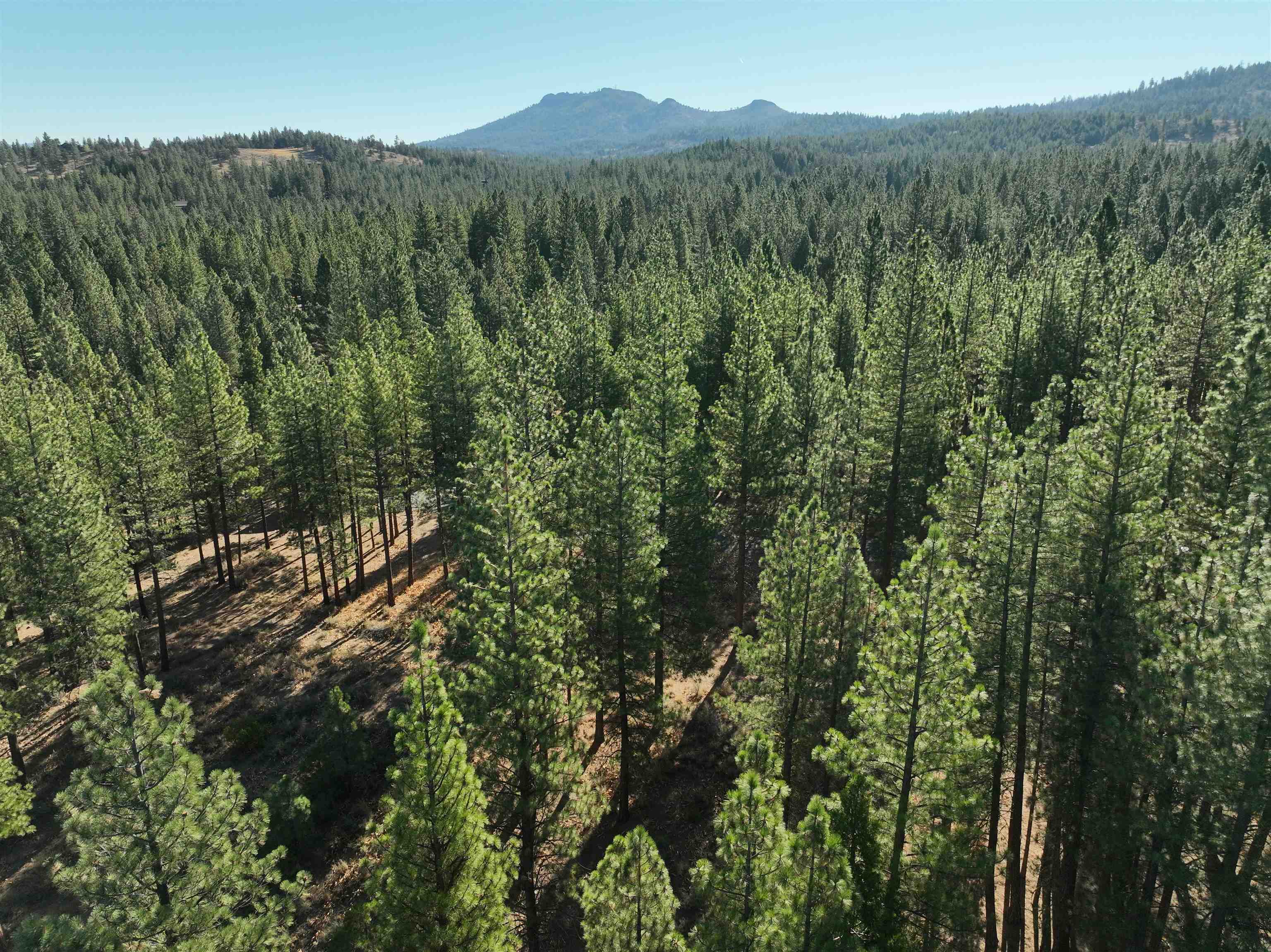 a view of a forest with a mountain