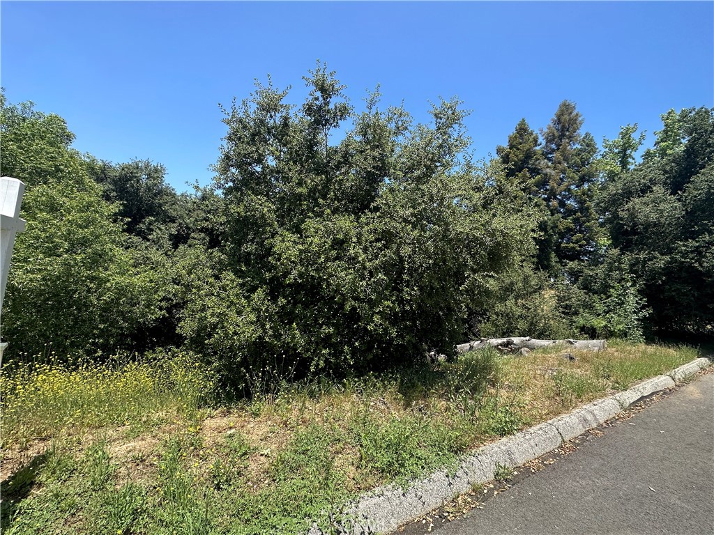 a view of a yard with plants and a bench