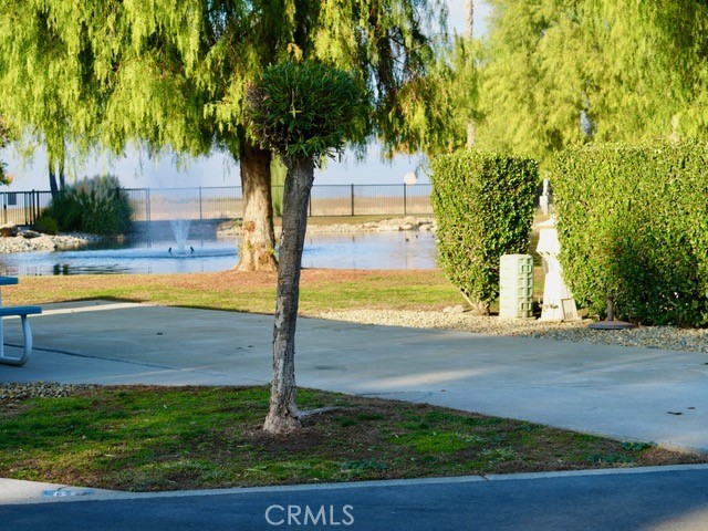 a view of a yard with palm trees