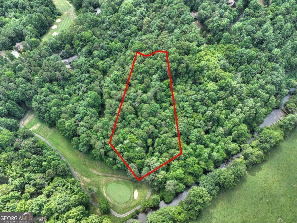 view of a lush green forest with lots of trees