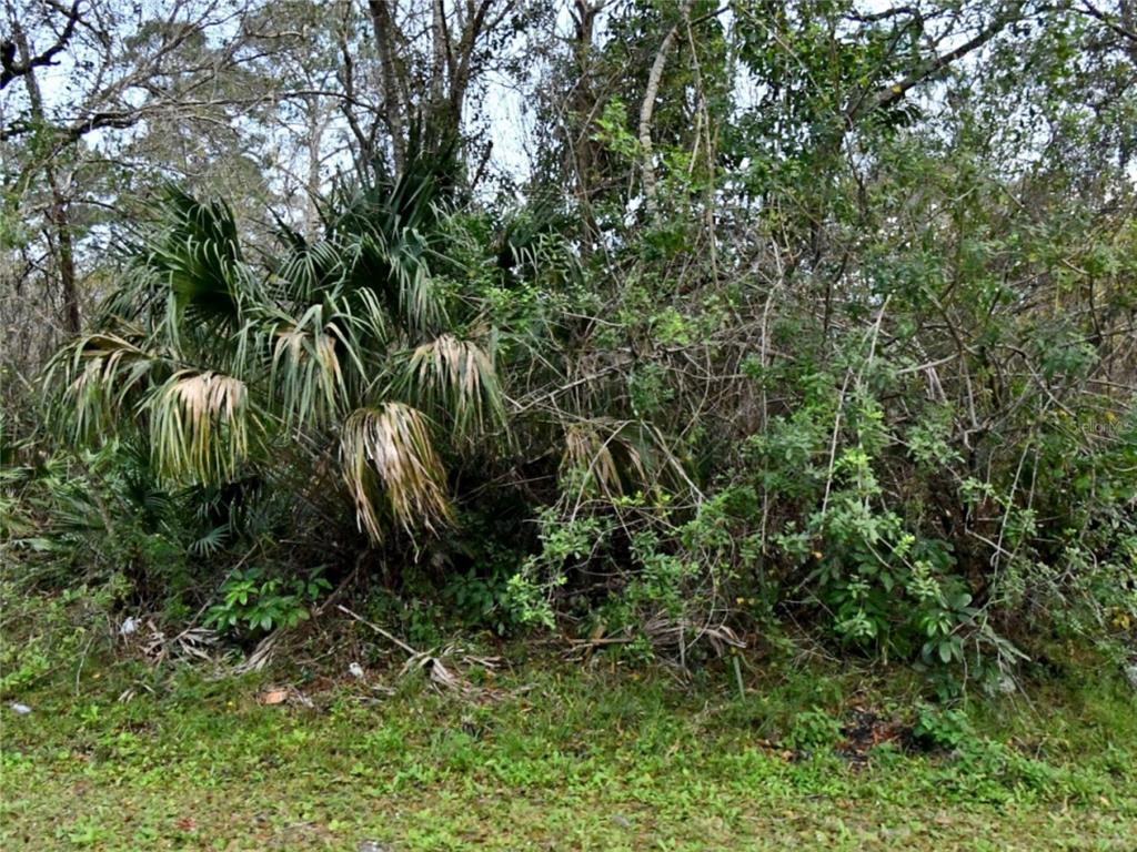 a view of a plant in a garden