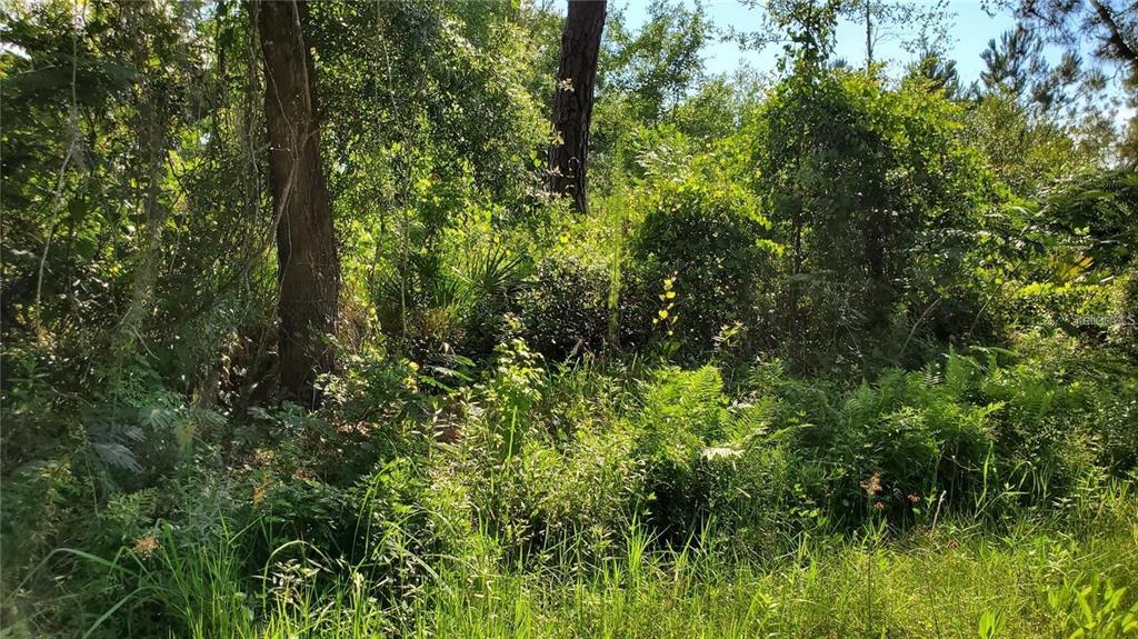 a view of a lush green forest