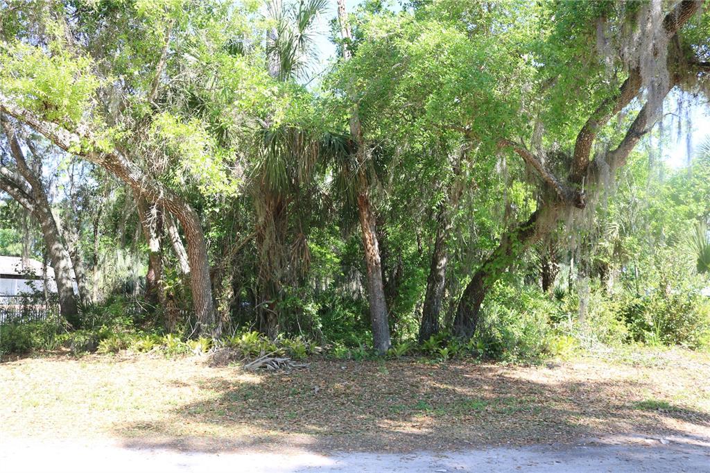 a view of a yard with plants and trees