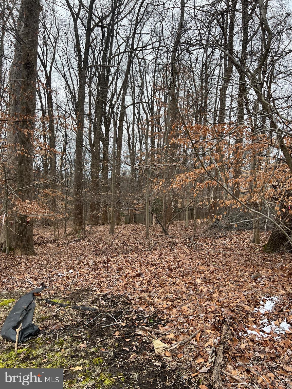 a view of a yard with trees