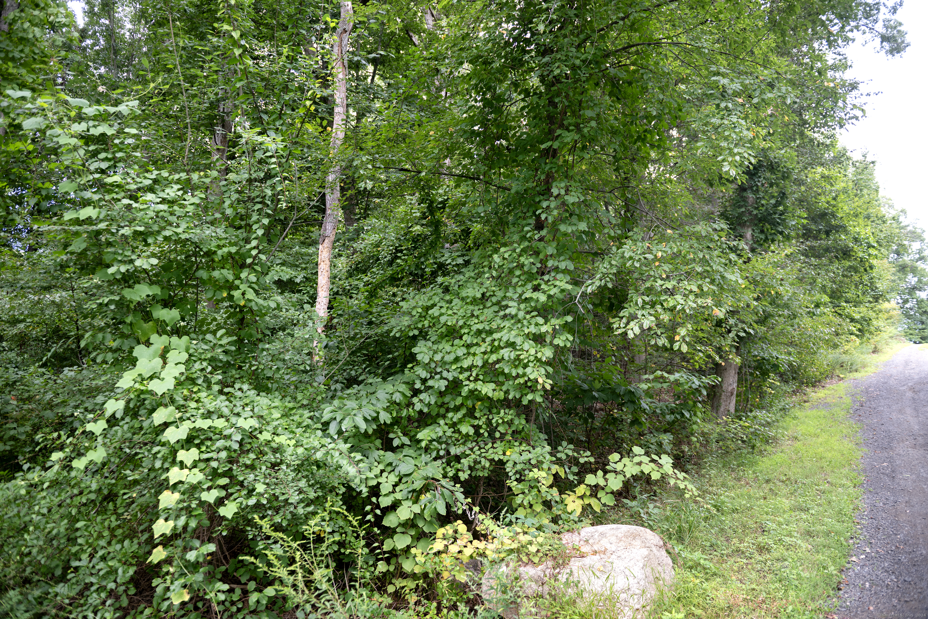 a view of a lush green forest