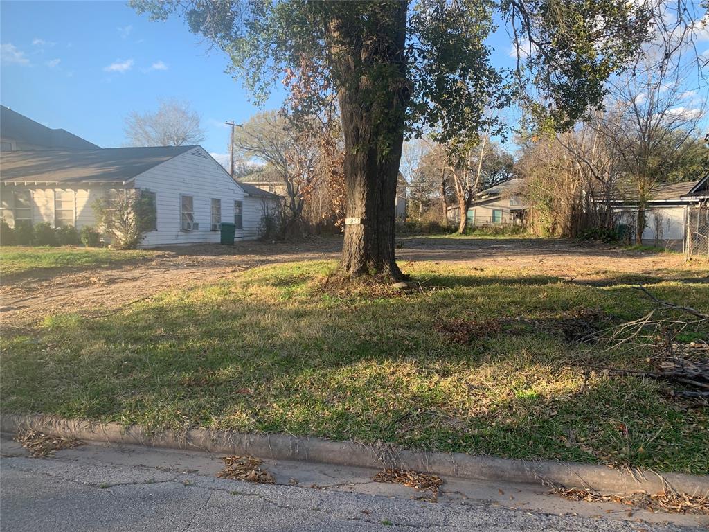 a view of a yard with large tree