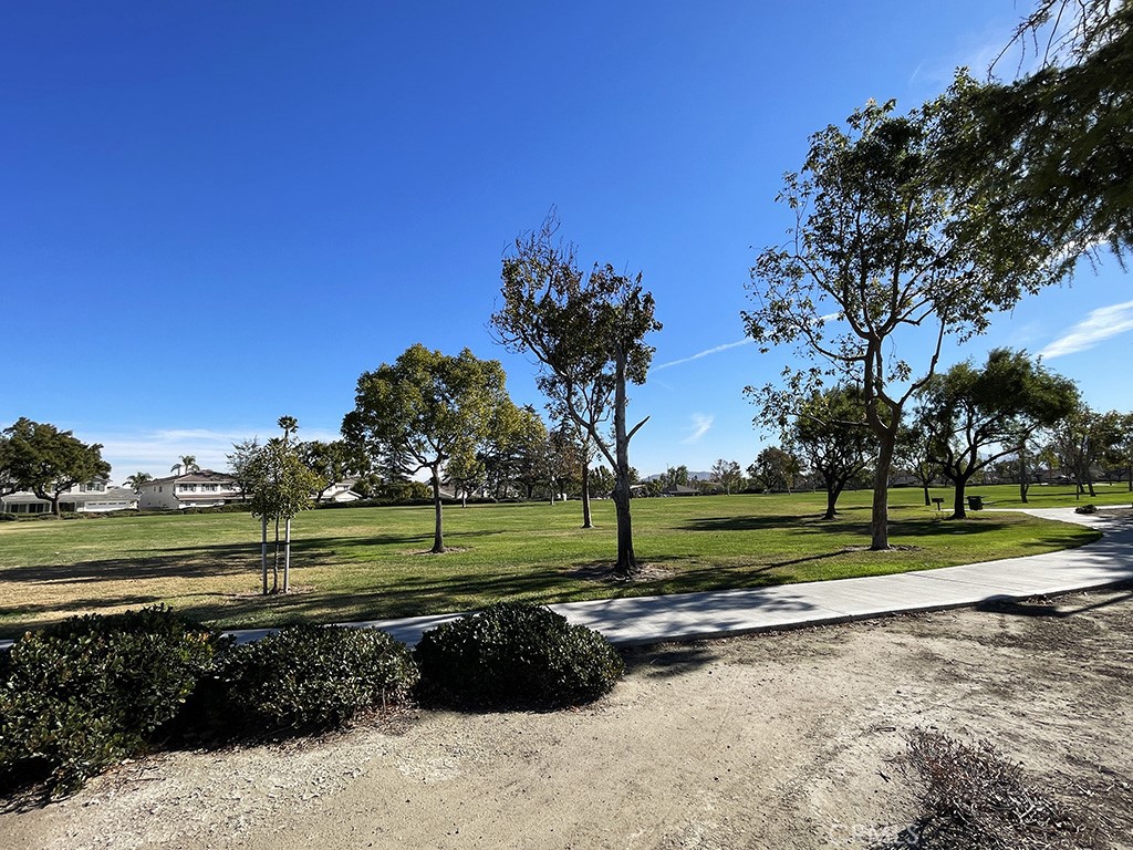 a view of a park with a large tree