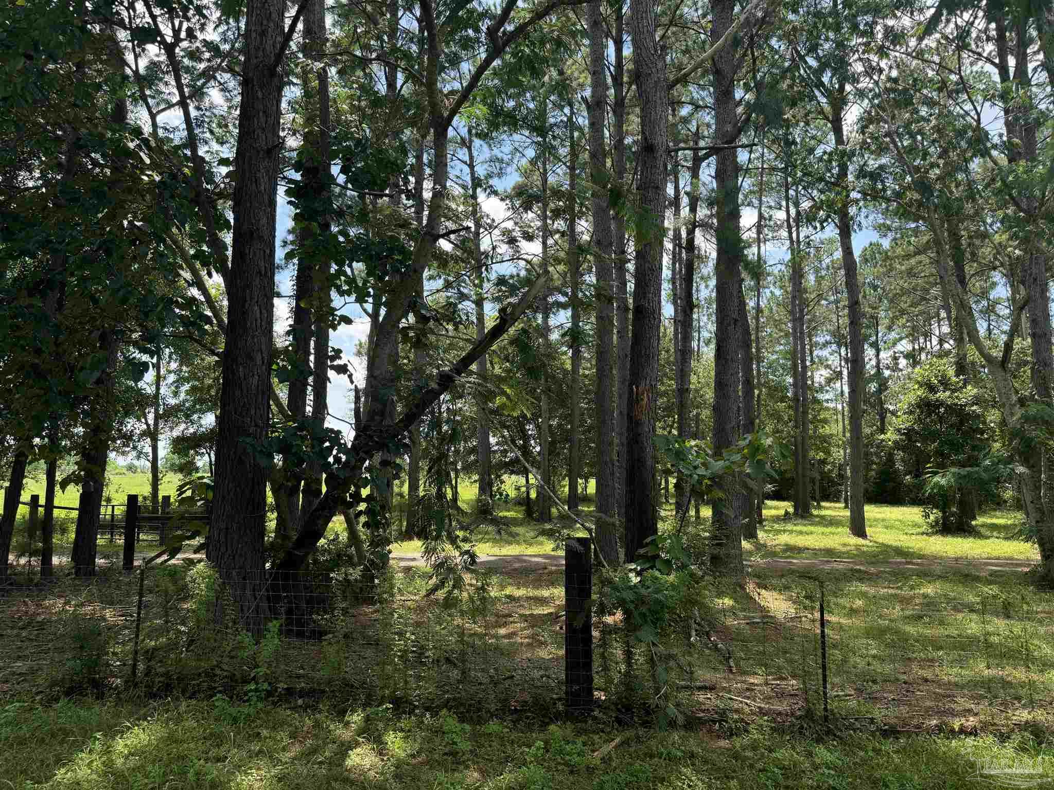 a view of a trees in a yard