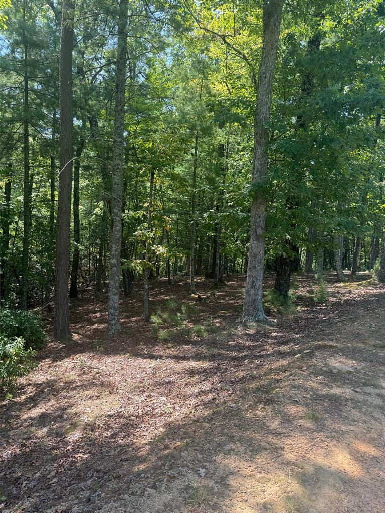 a view of a forest with trees in the background