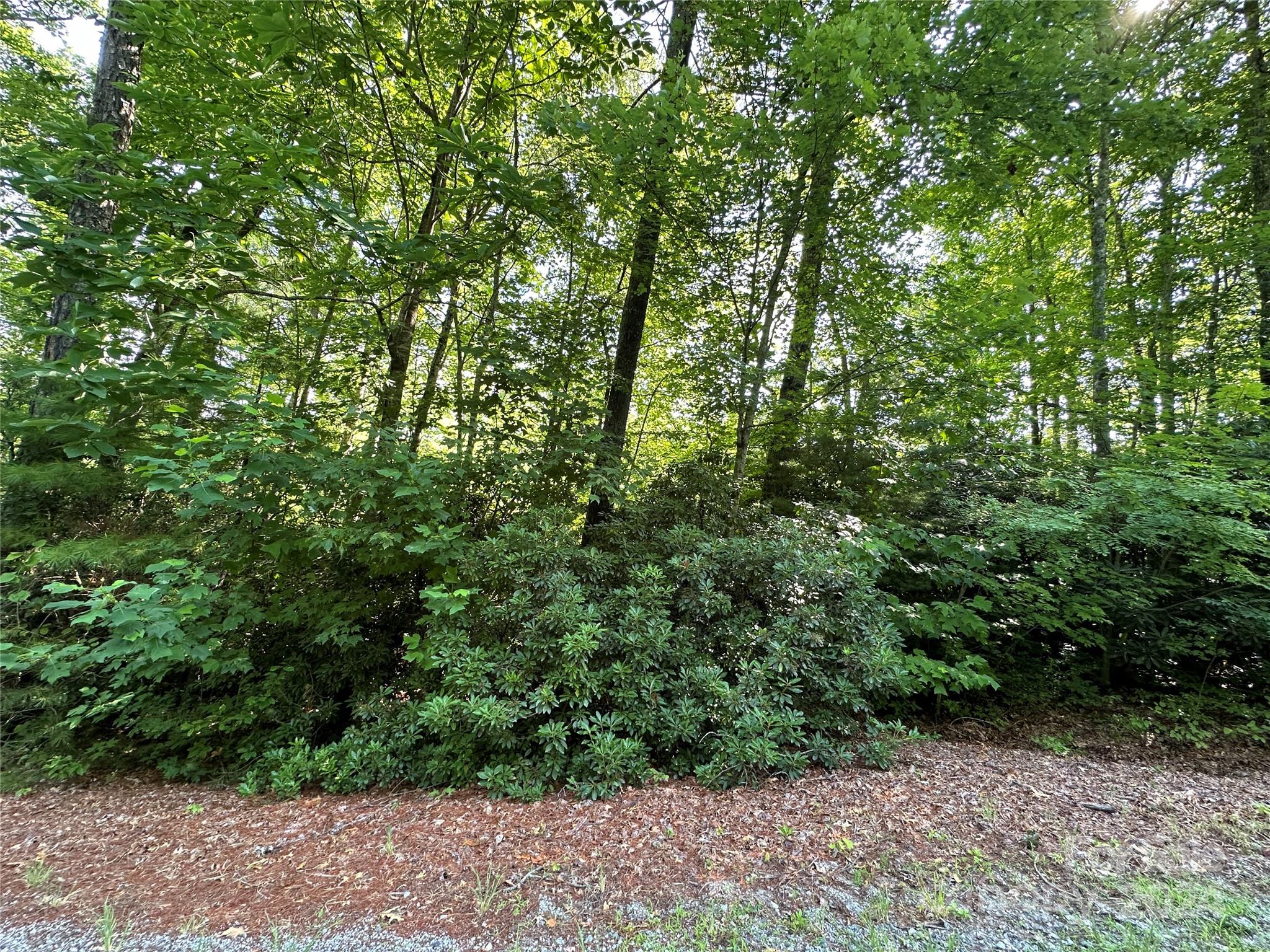 a view of a yard with plants and large trees