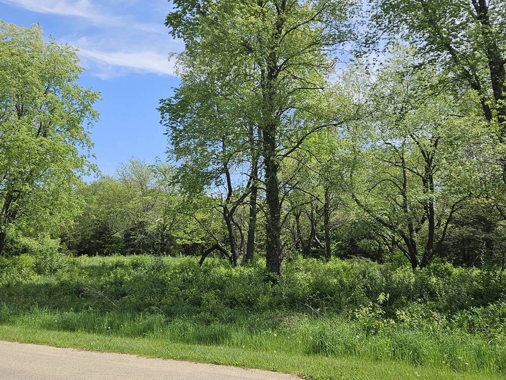 a view of a forest with a tree