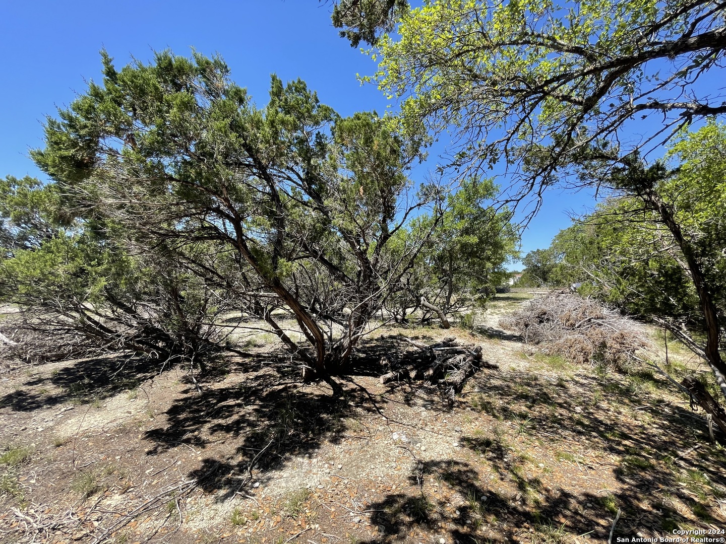 a view of a tree