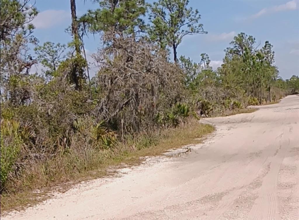 a view of a dry yard with trees