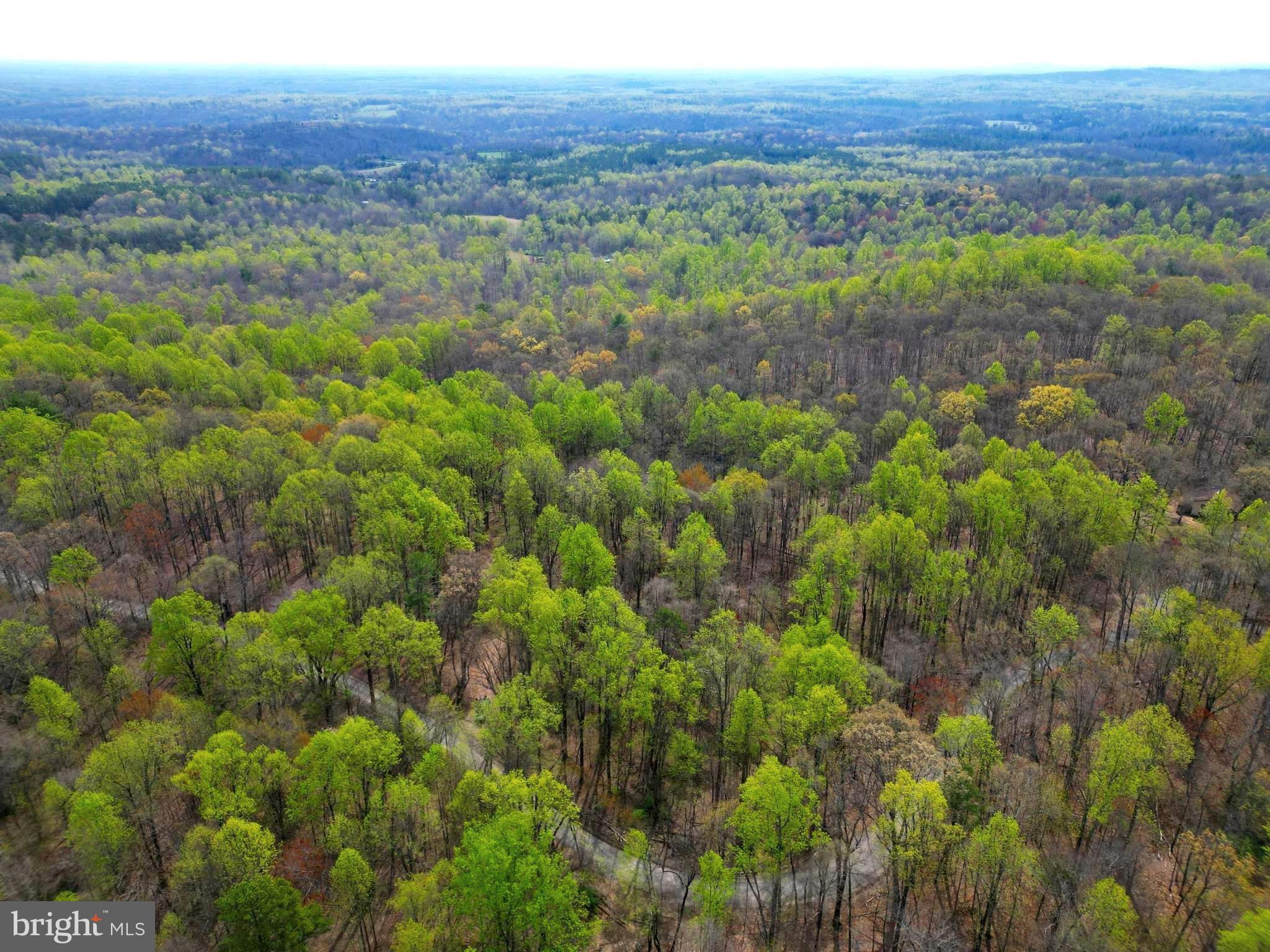 a view of a lush green forest with trees and some houses