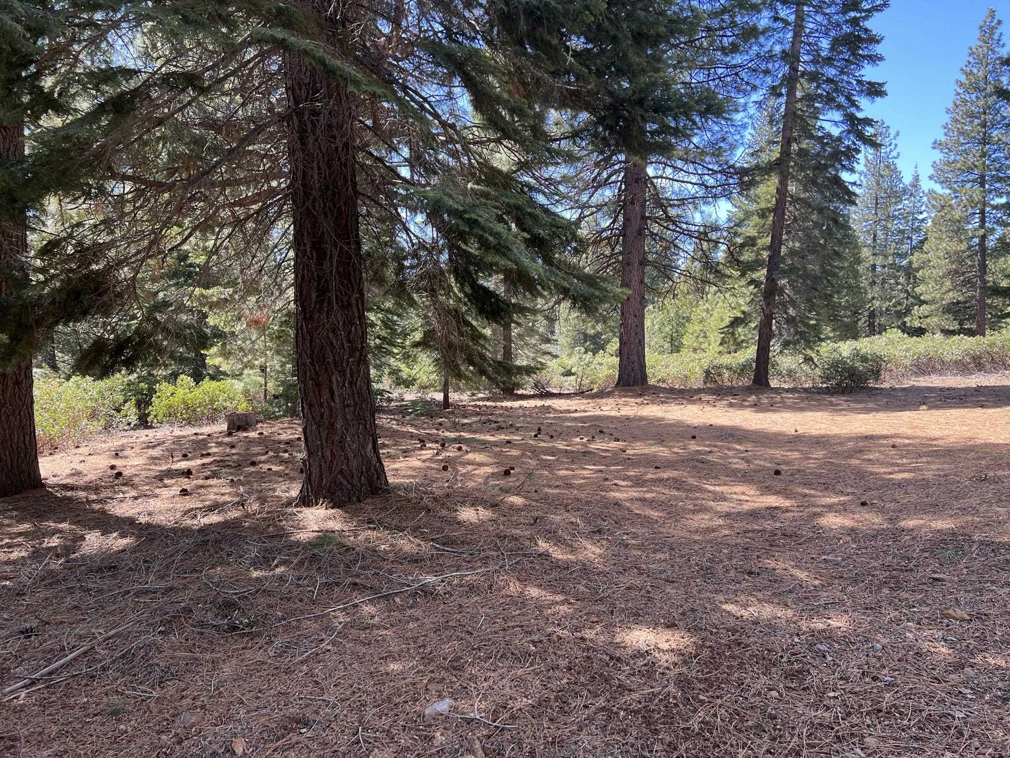 a view of dirt yard with a tree