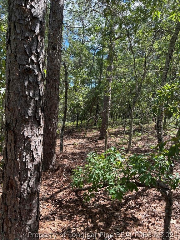 a view of a forest with trees