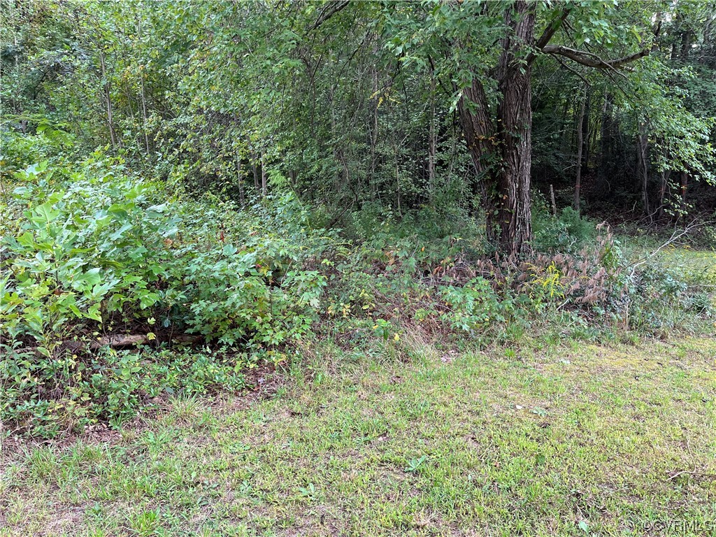 a view of a lush green forest