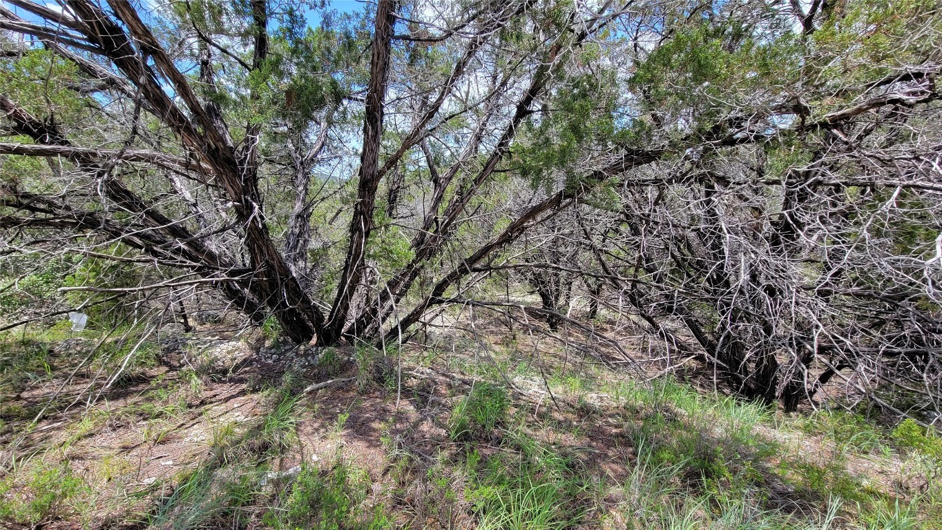 a view of tree