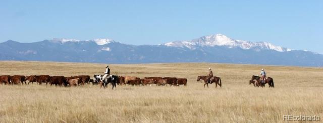 a view of a herd of animals grazing on a lush green field