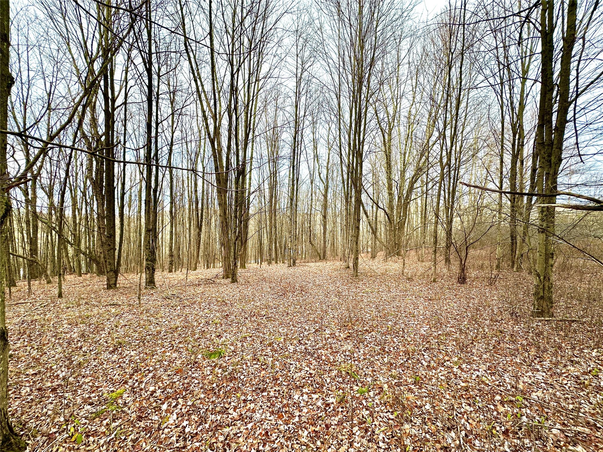 a view of a yard with trees