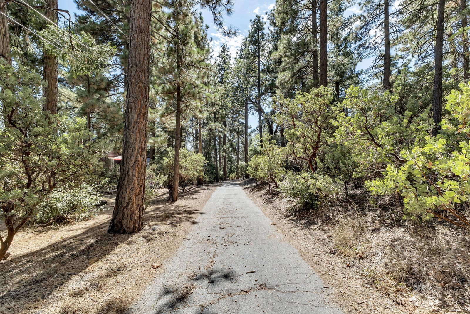 a view of a yard with trees