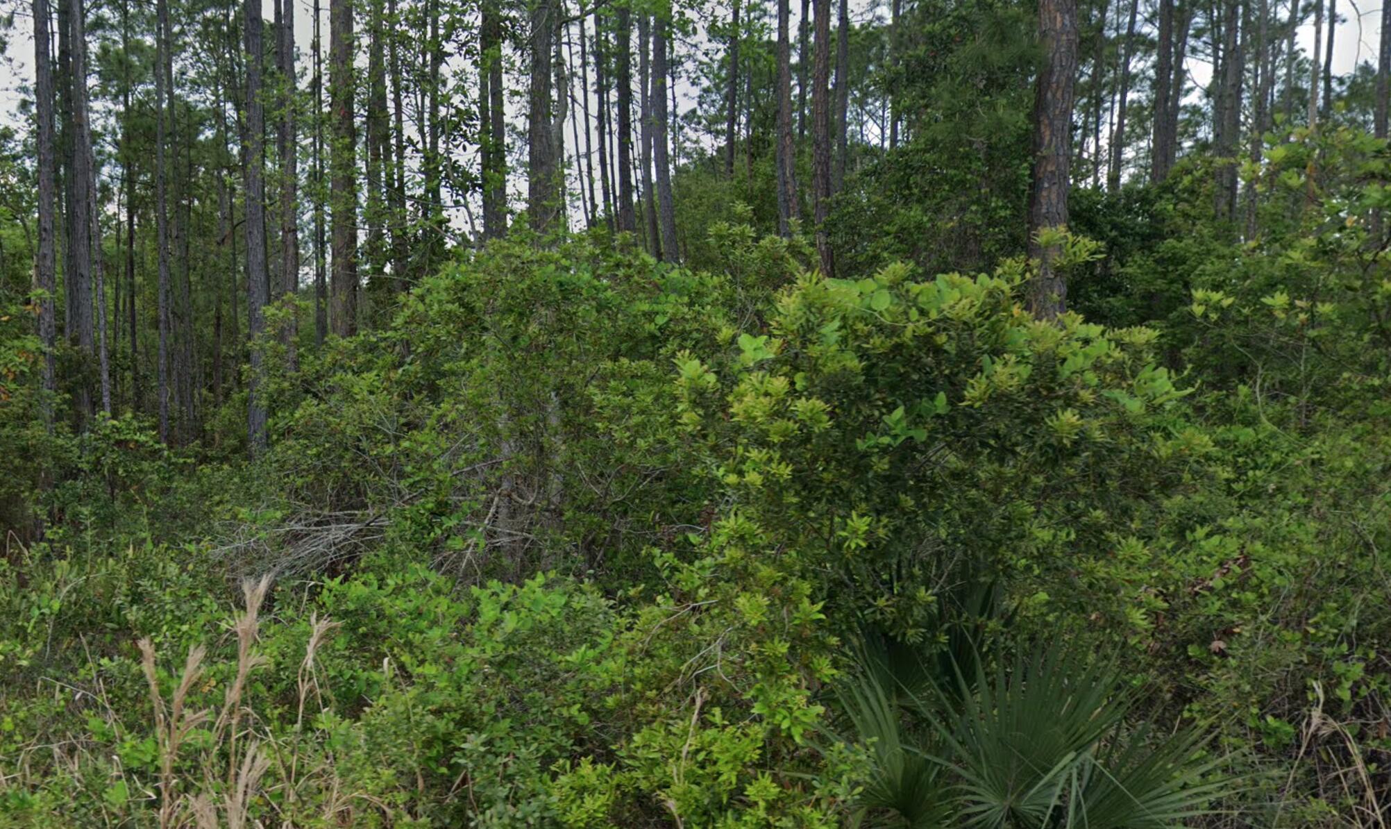 a view of a forest with lots of trees