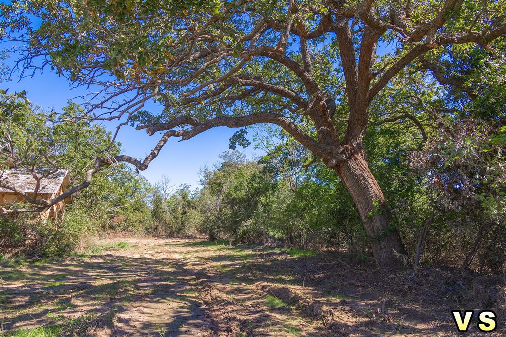 a view of a trees with a tree