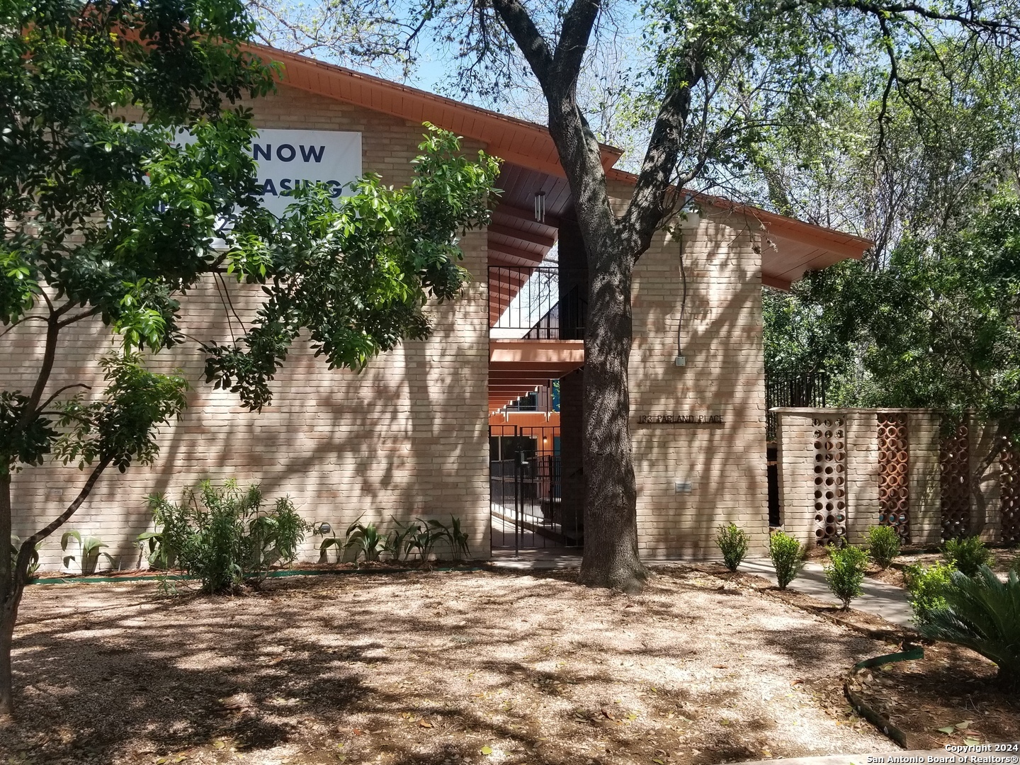 a tall tree in middle of a yard