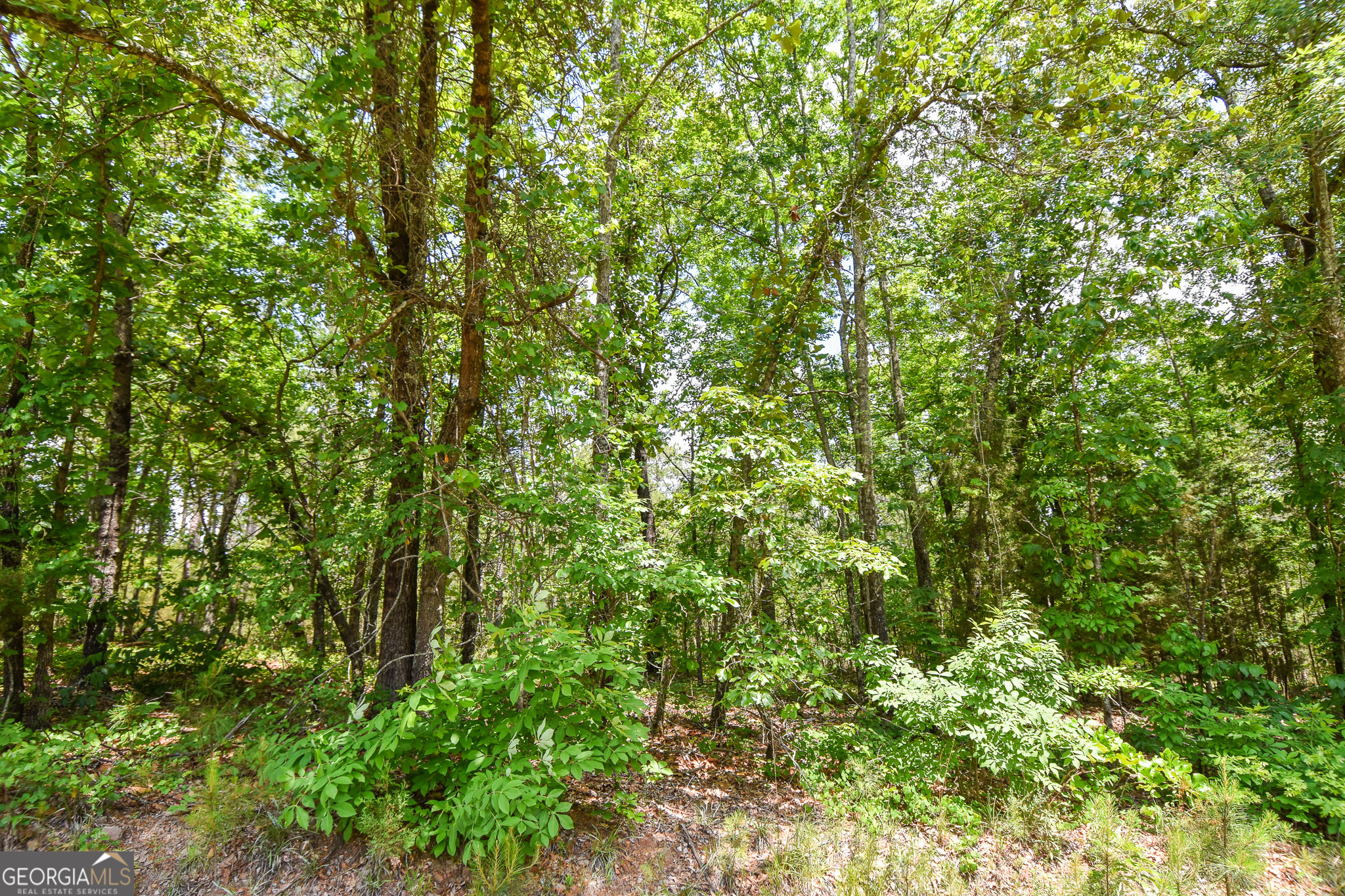 a view of a lush green forest