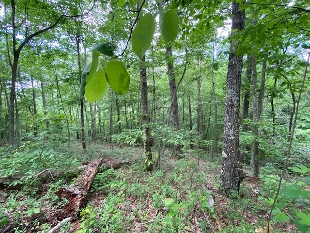 a view of a lush green forest