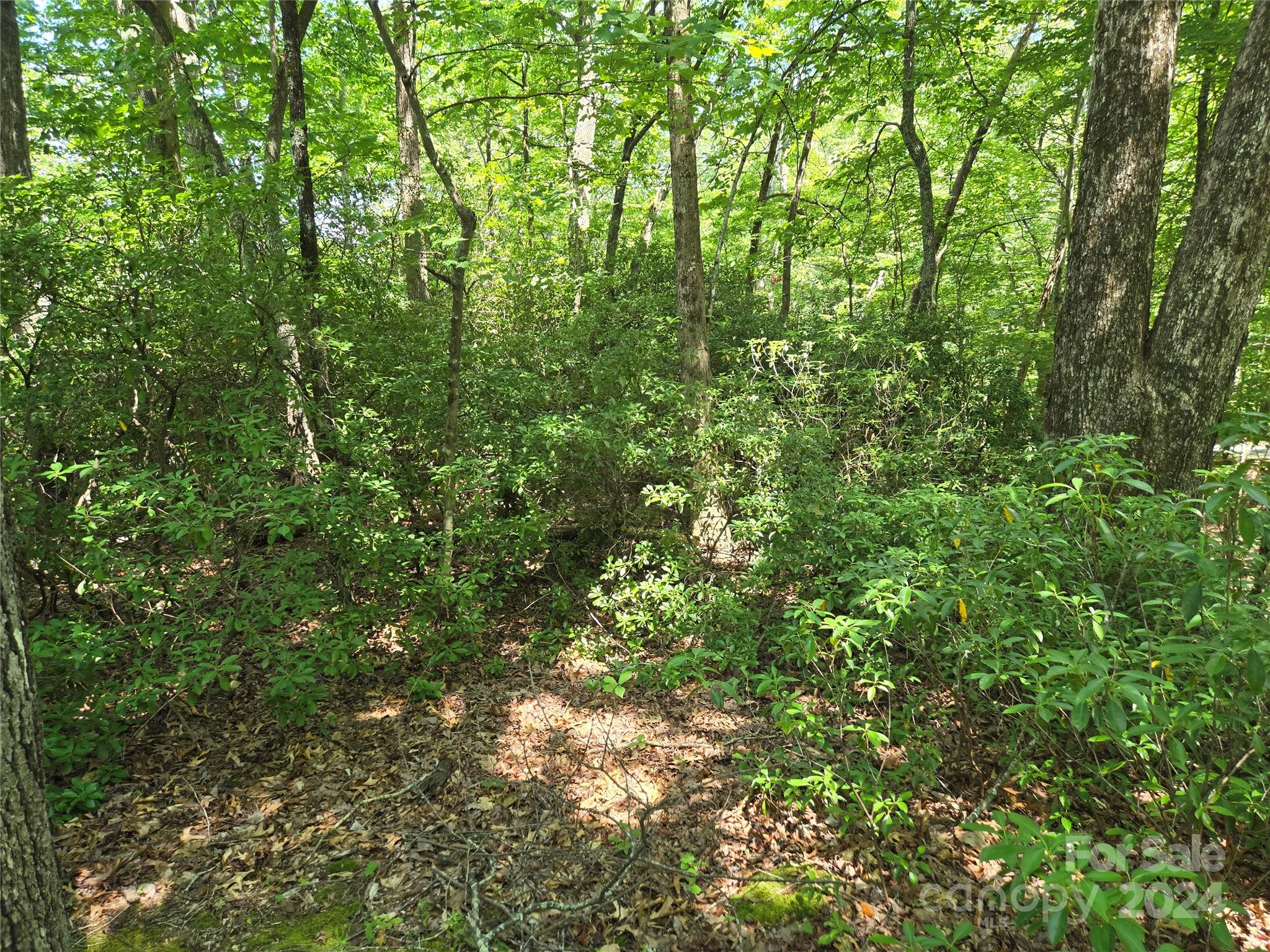 a view of a lush green forest