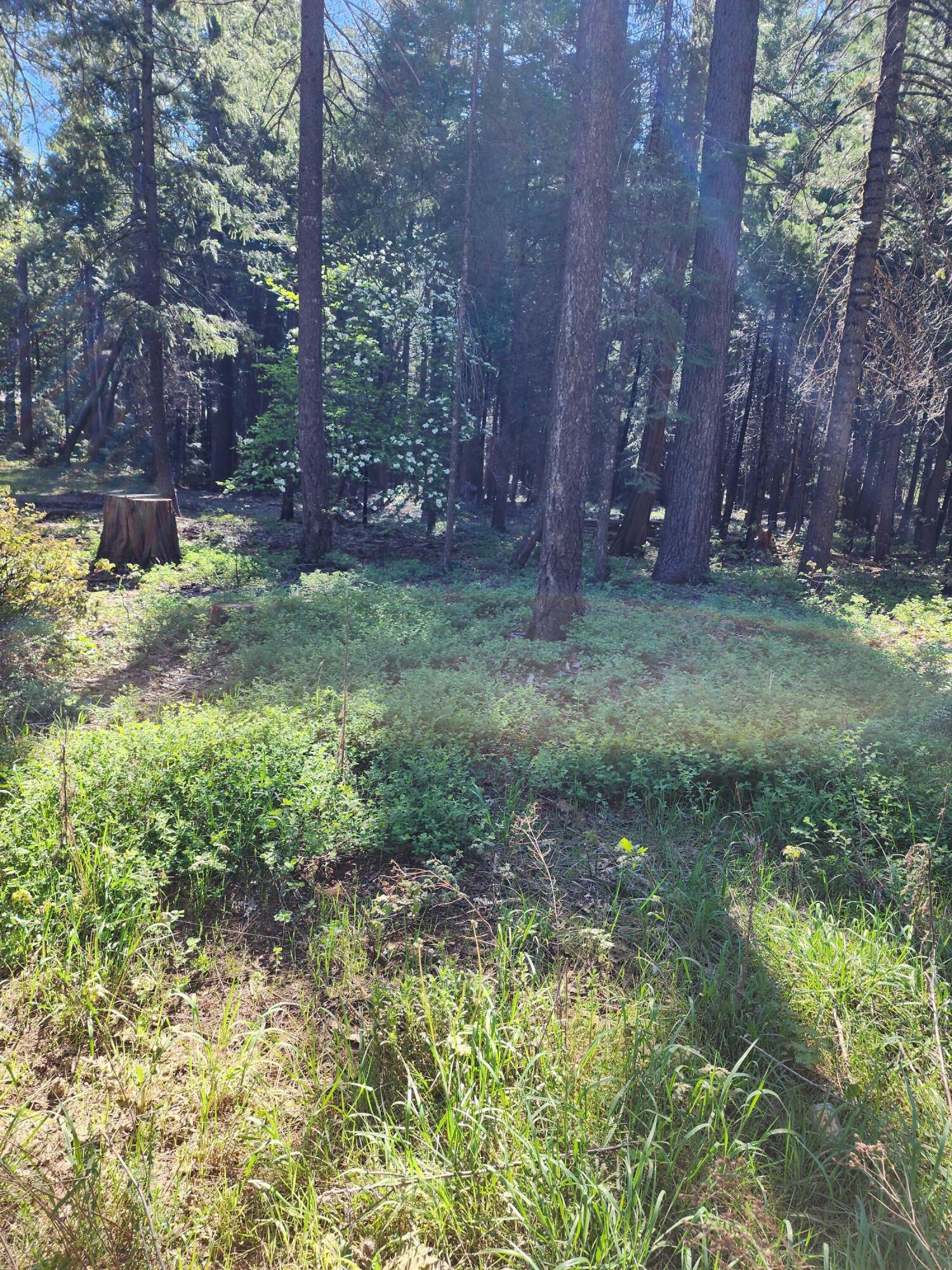 a view of backyard with tree