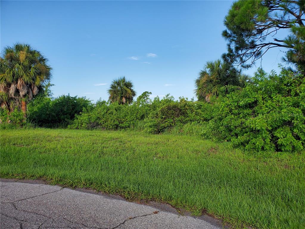 a view of a lush green space