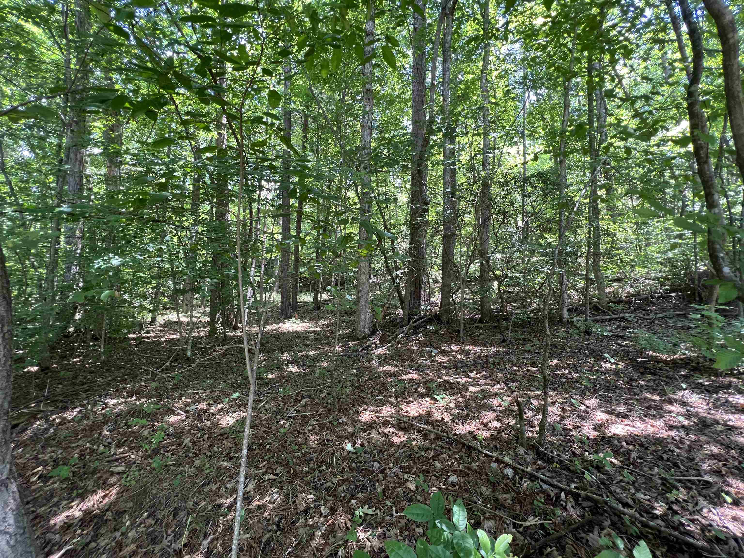 a view of a forest that has large trees