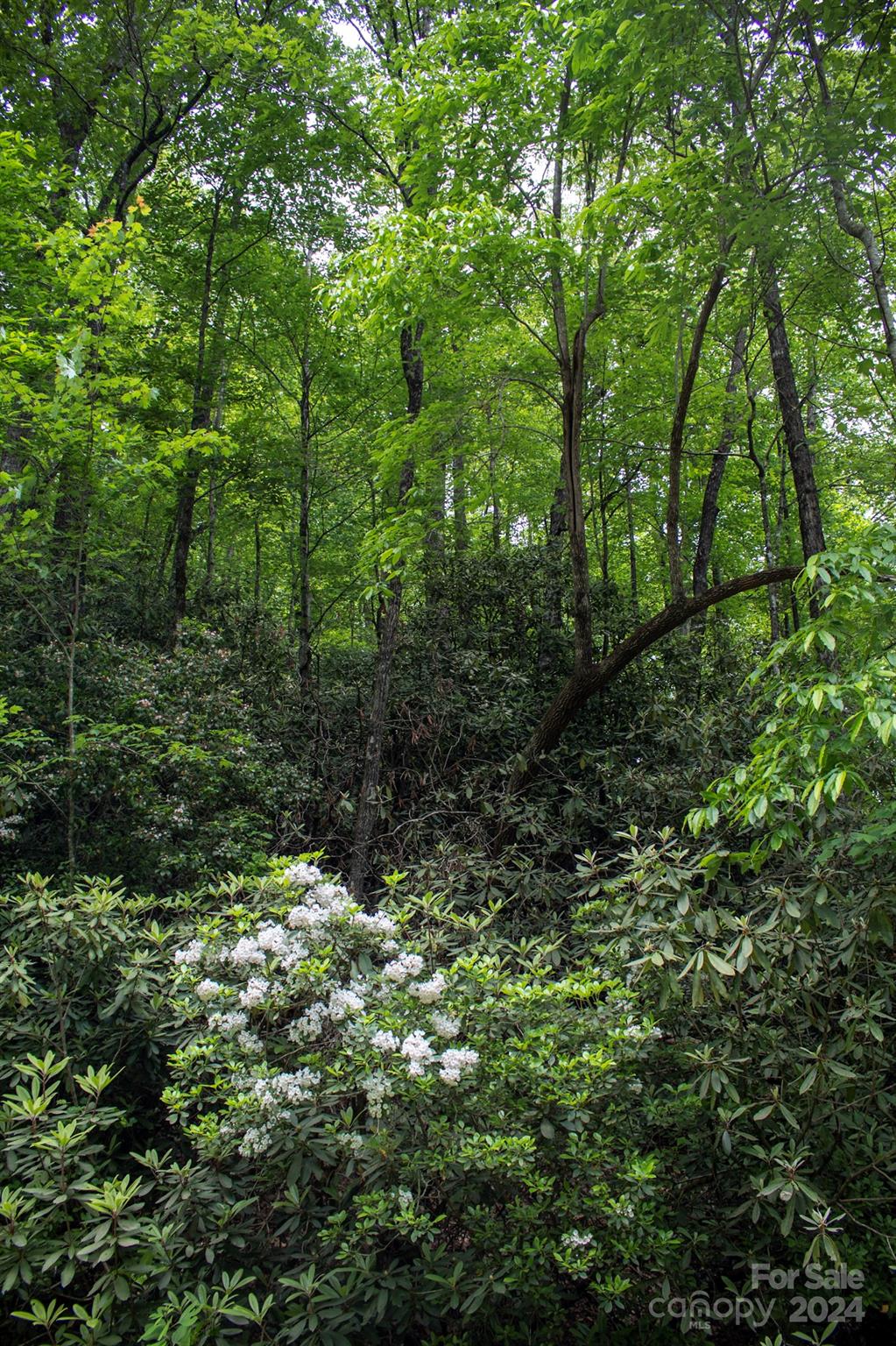 a view of a lush green forest