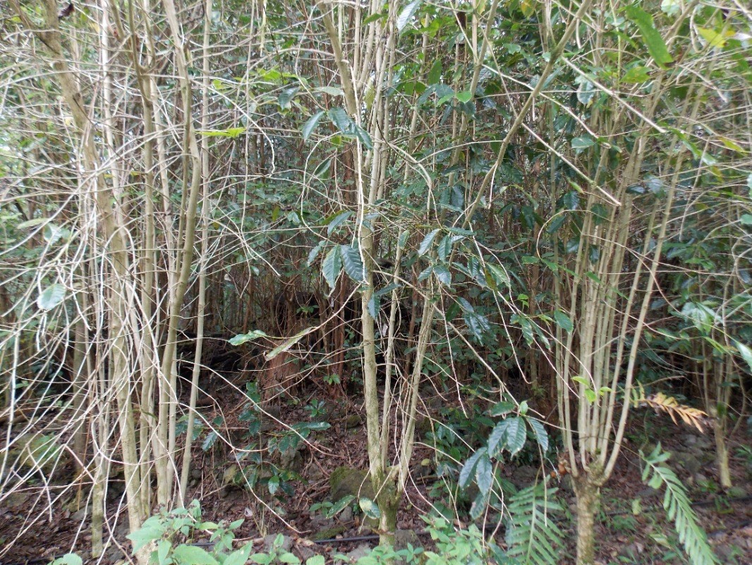 a view of a plant with a tree