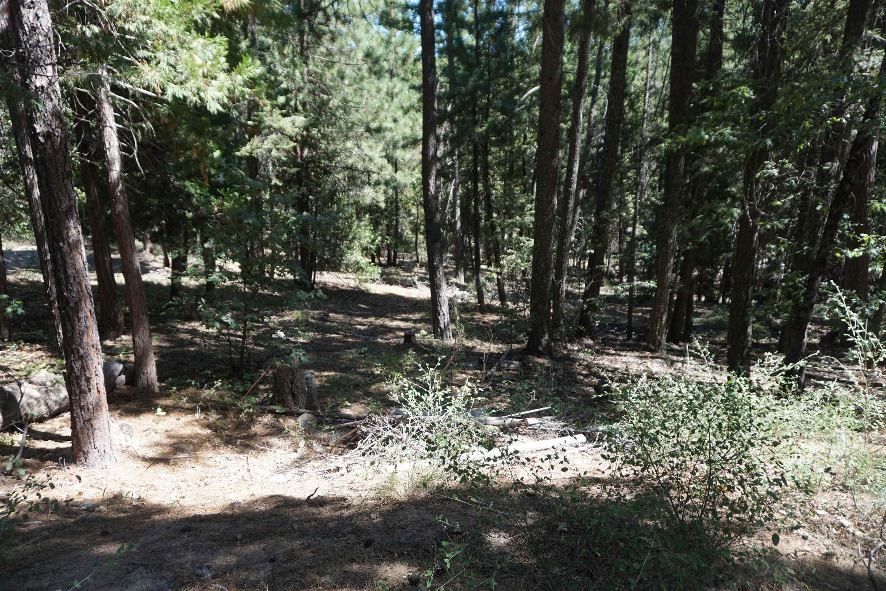 a view of a forest filled with trees