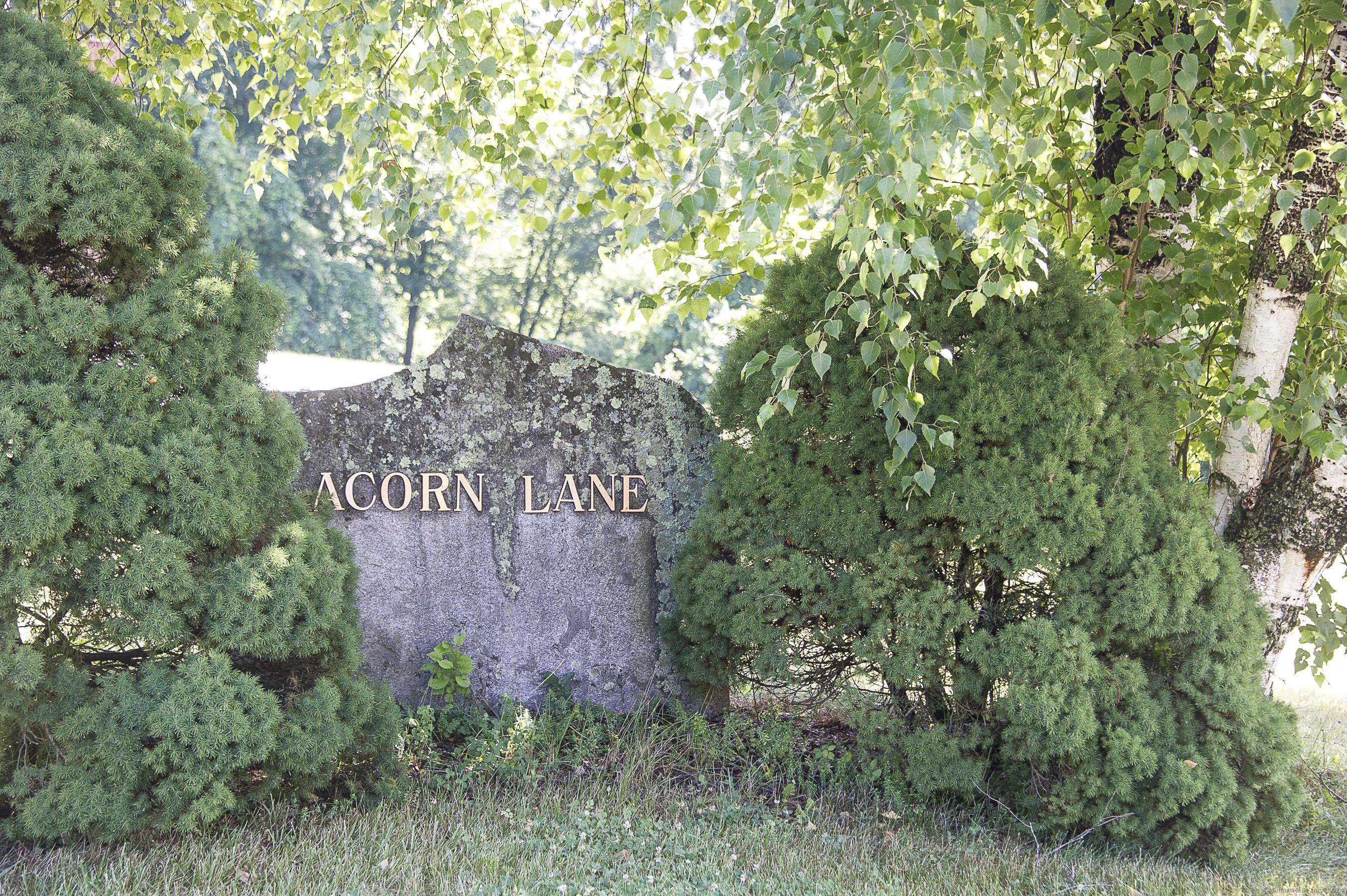 a sign that is on a tree