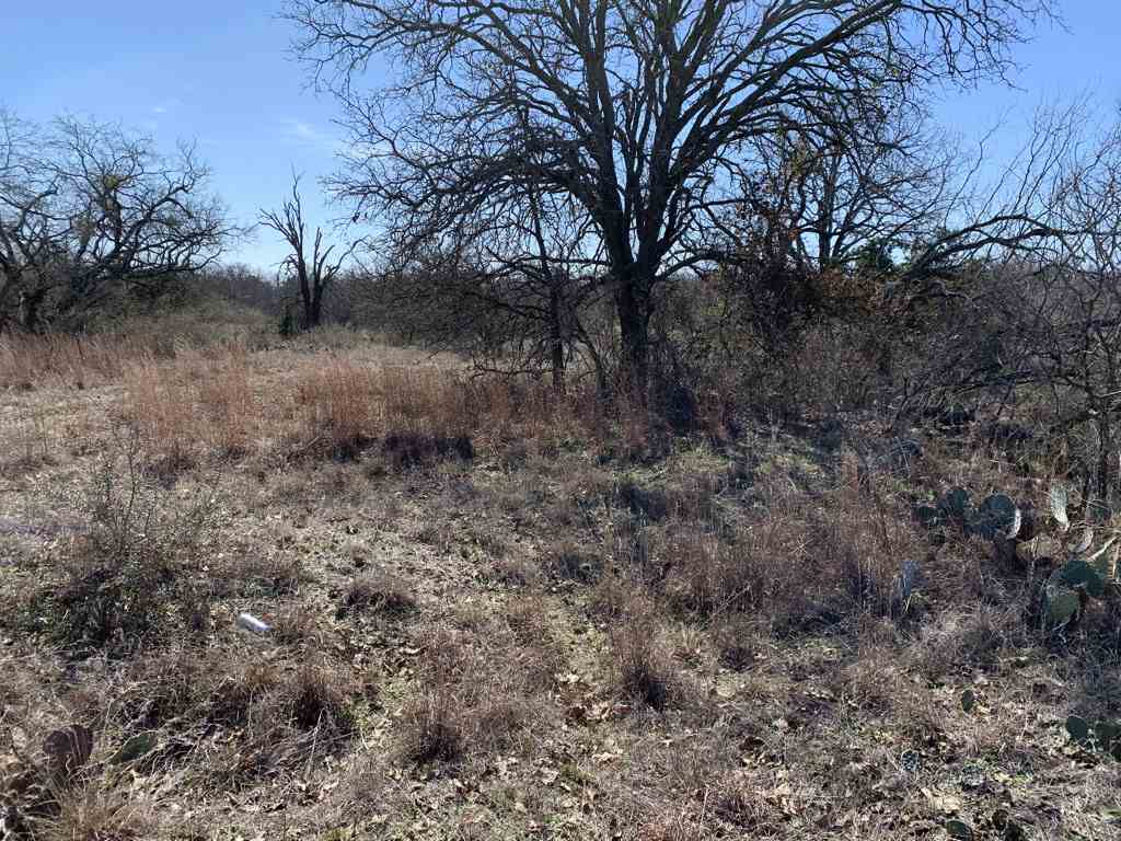 a view of a dry yard with trees