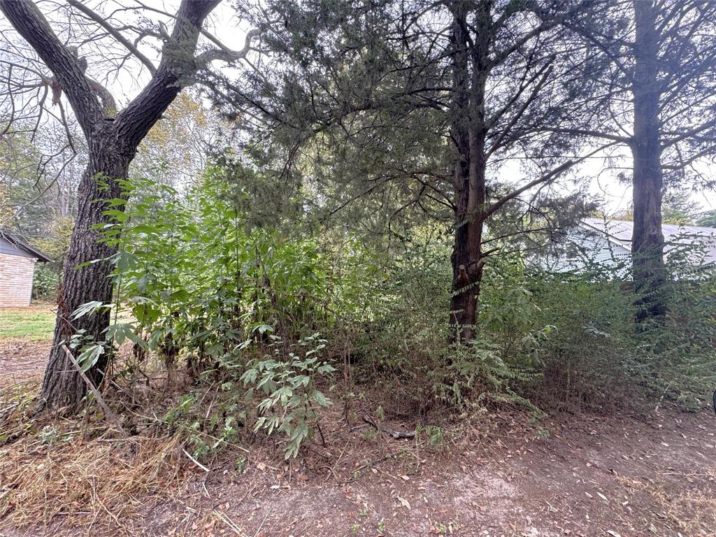 a view of a forest that has large trees