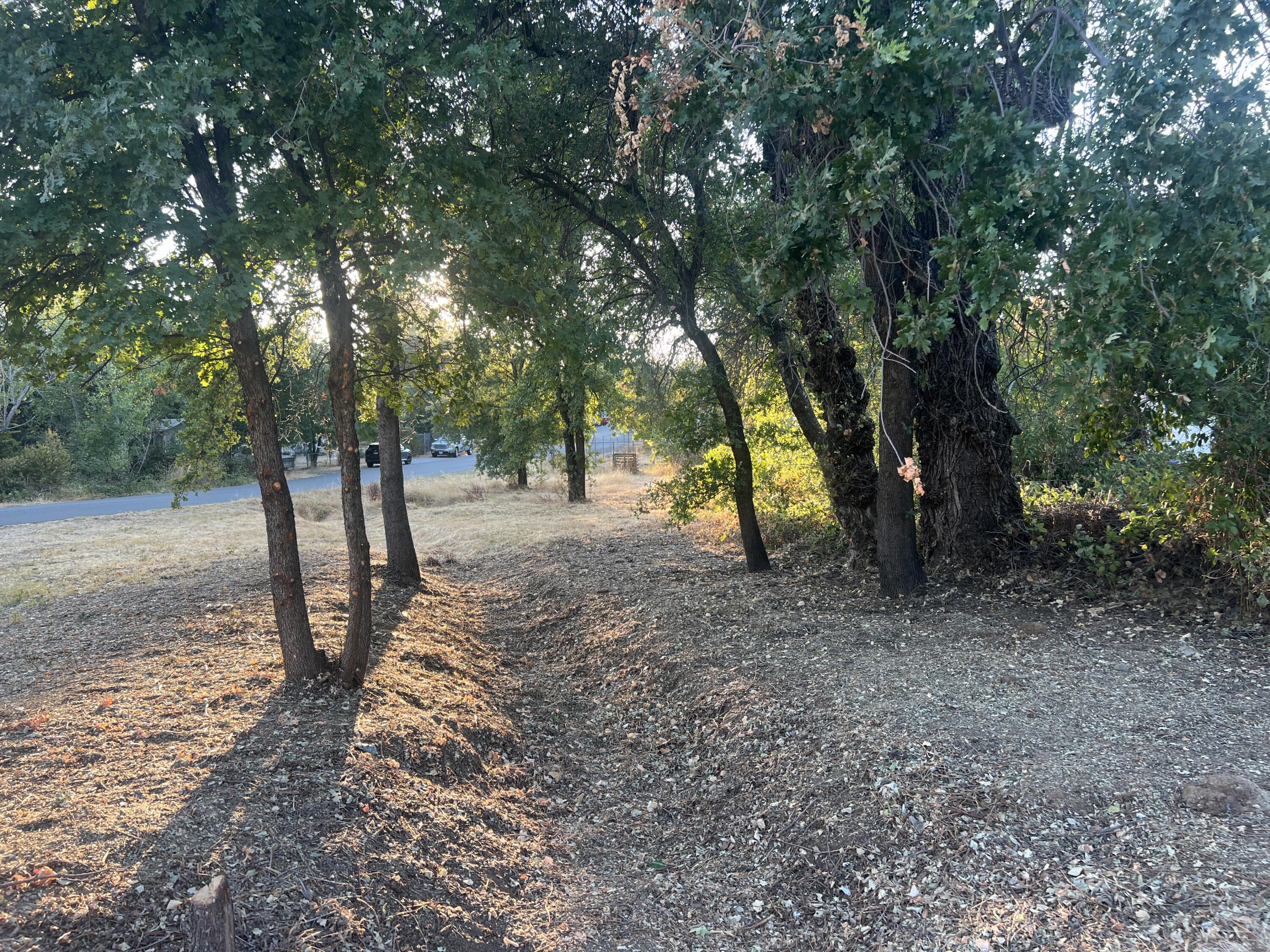 a view of a forest with trees