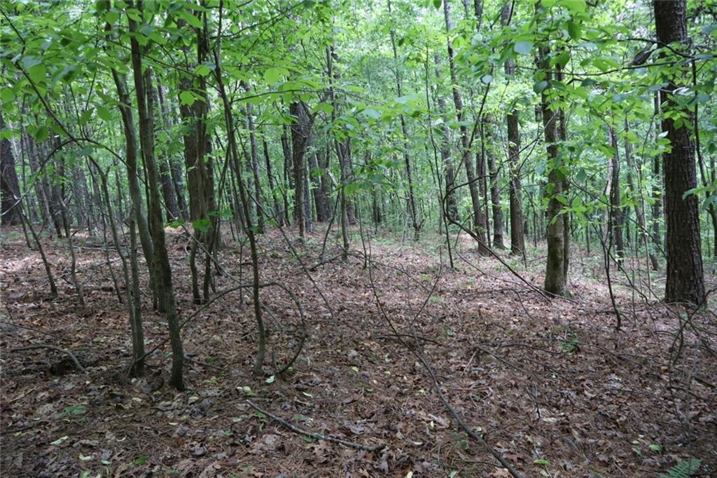 a view of a forest with lots of trees