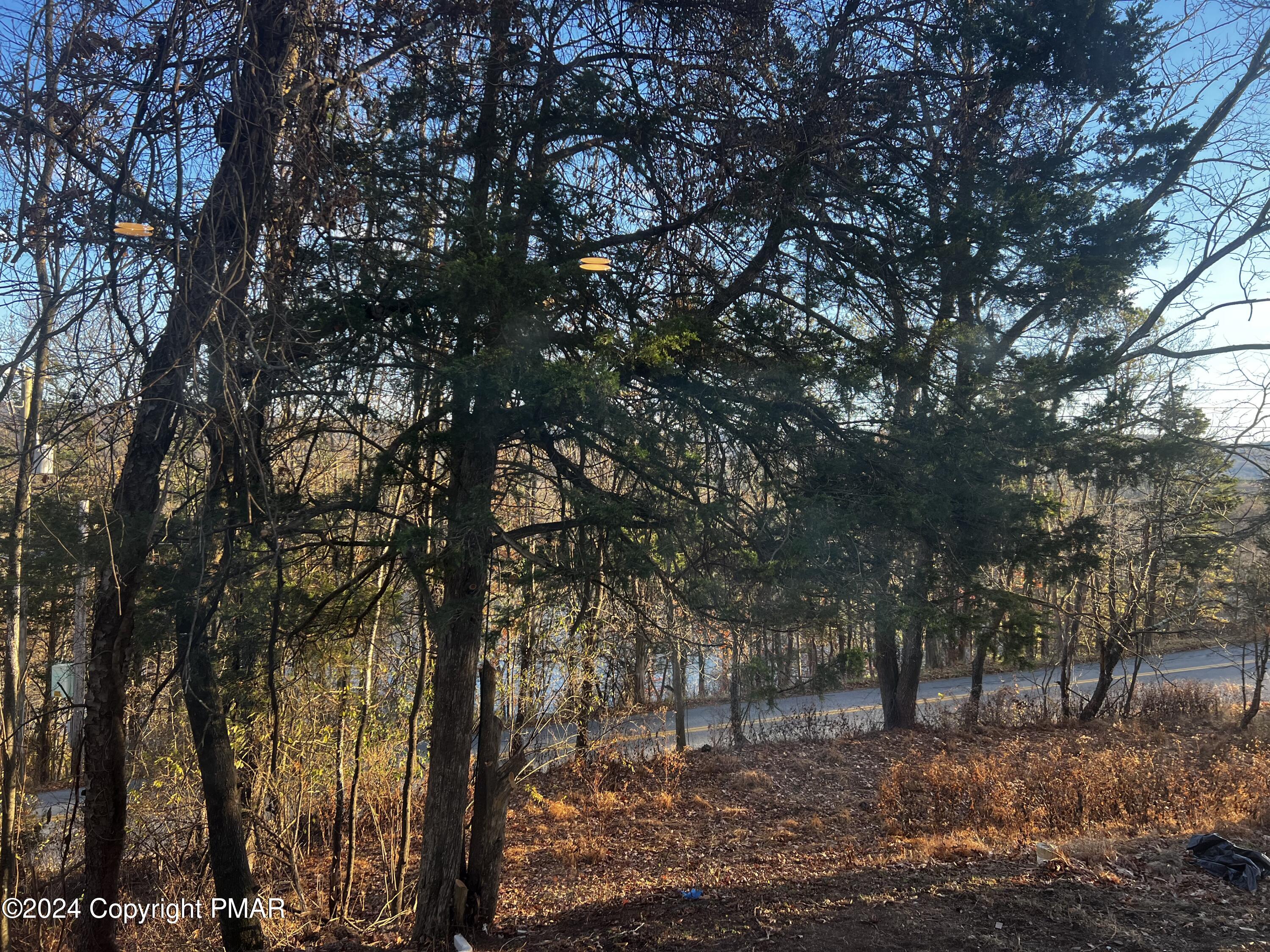 a view of forest