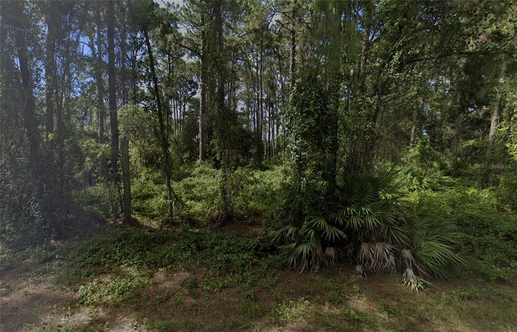 a view of a forest with trees in the background