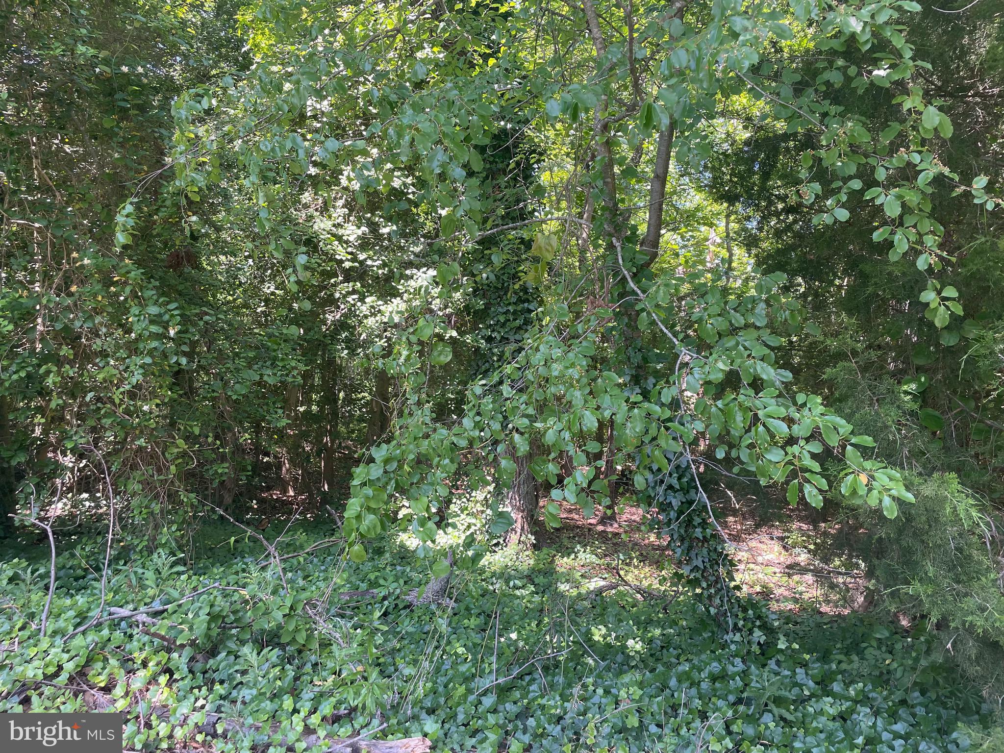 a view of a lush green forest