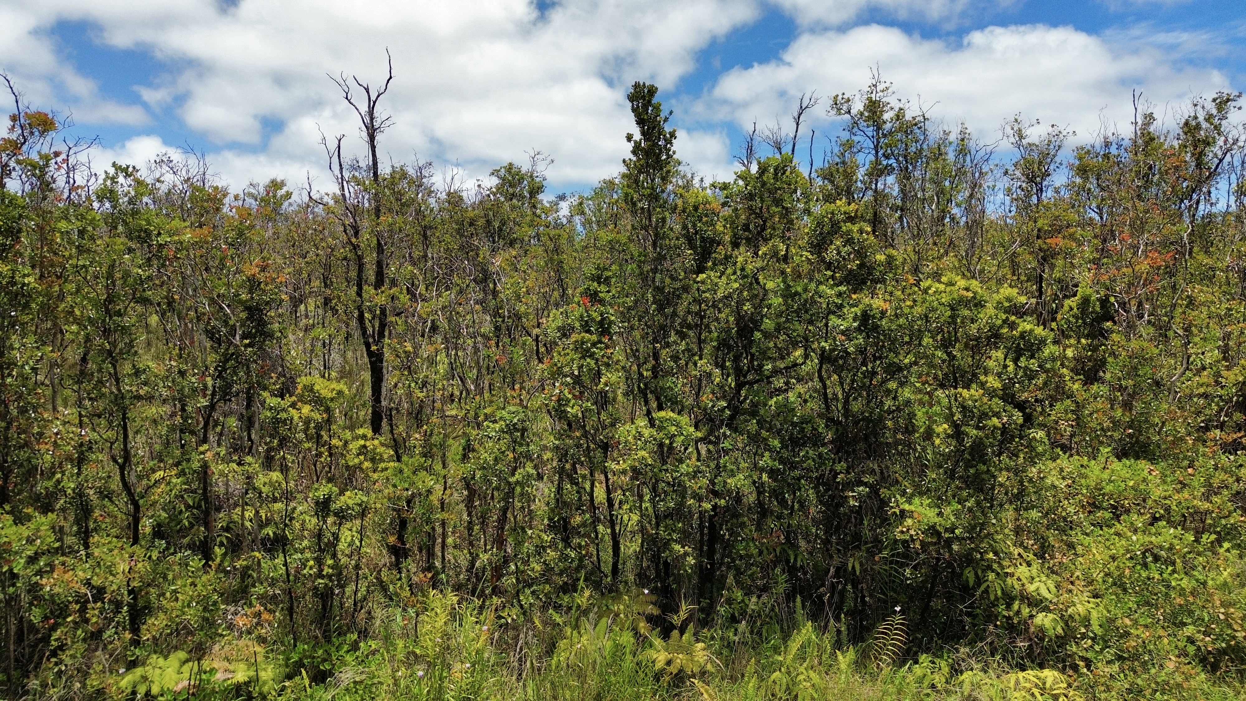 a view of a bunch of trees and bushes