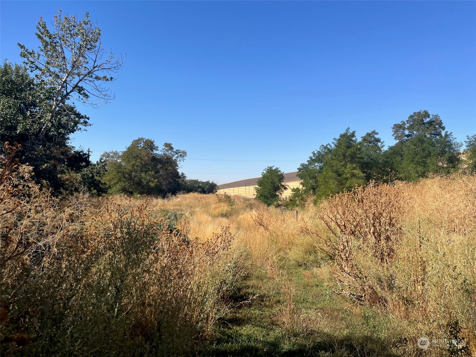 a view of a field of the trees