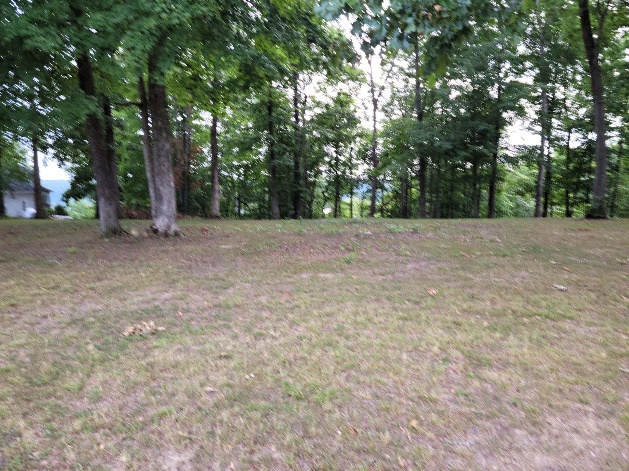 a view of a yard with trees in the background