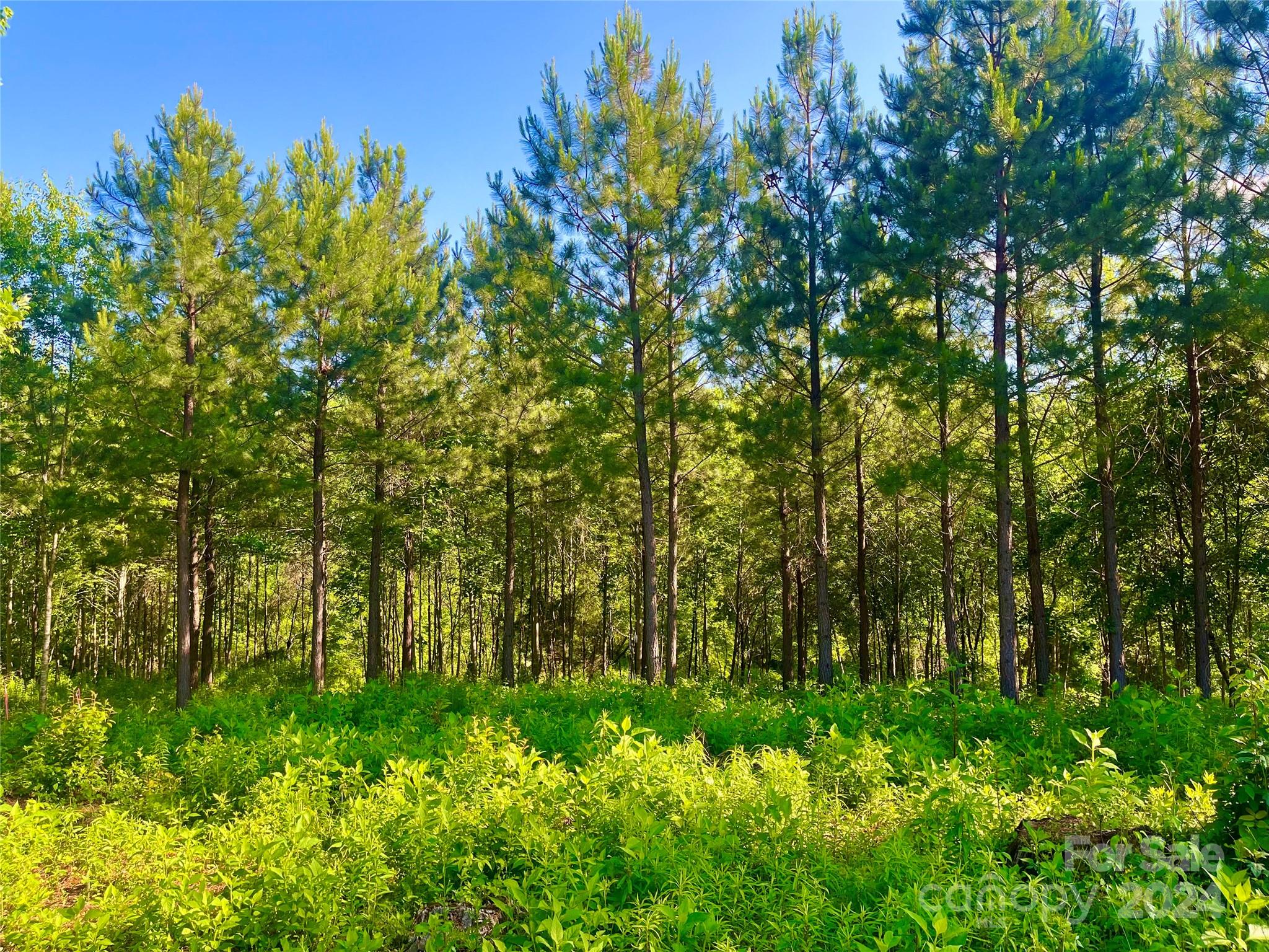 a view of a lush green forest