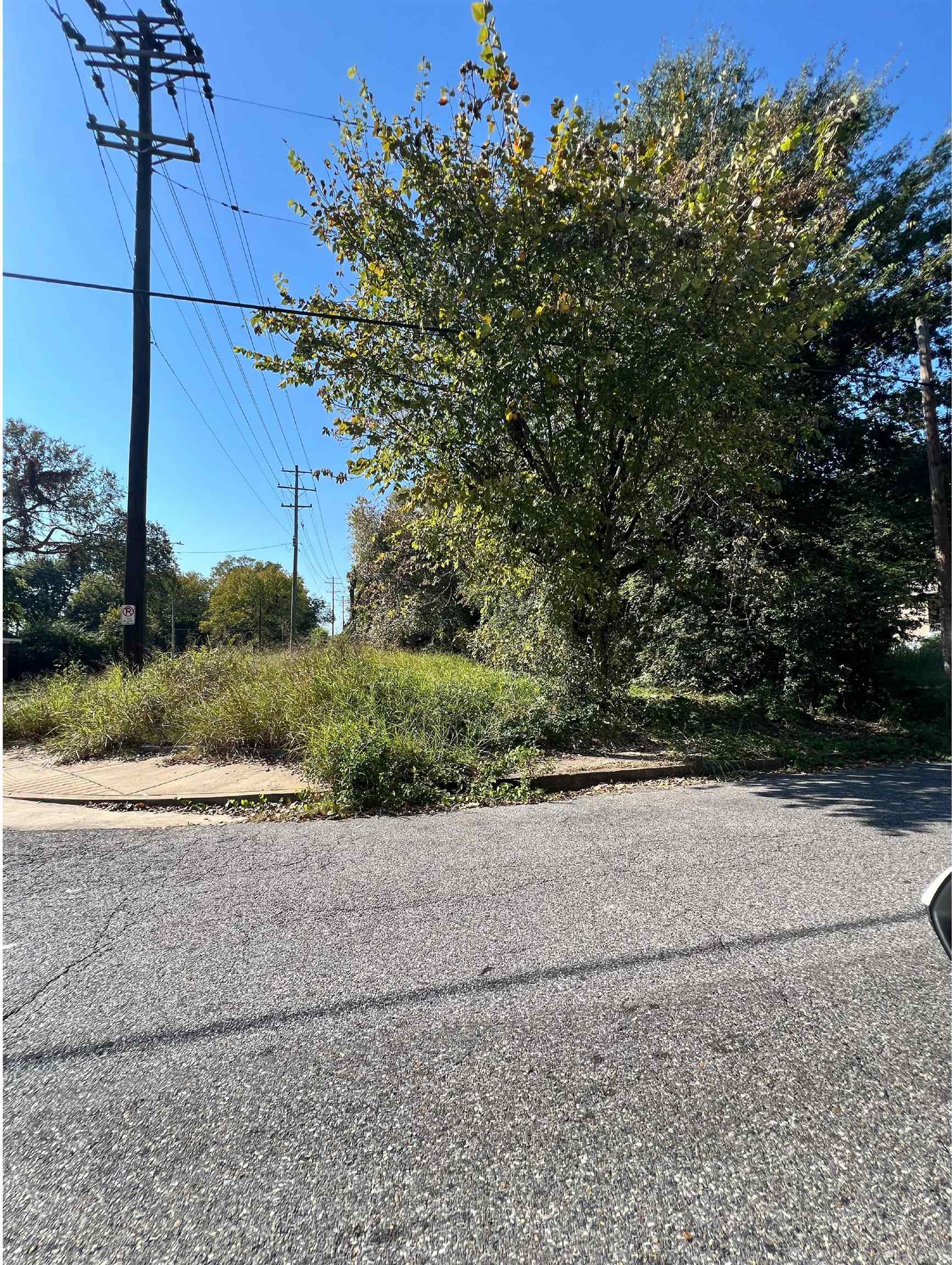 a view of a yard with plants and a large tree